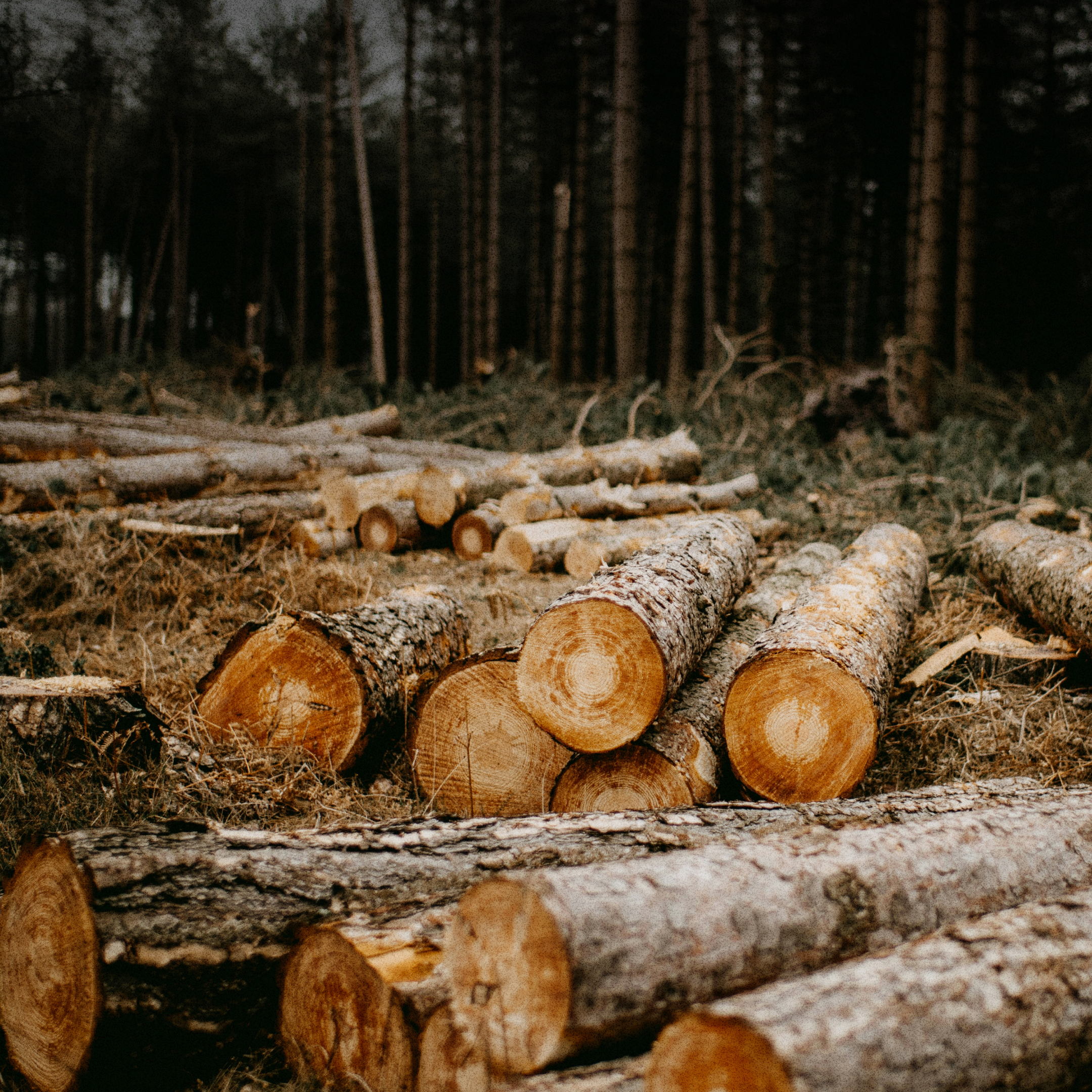 최악의 나무 사용법, 바이오매스 정책 서명으로 바꾸기